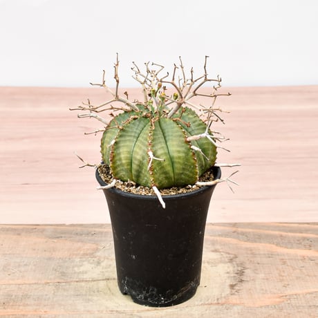 【超特選　スーパーバリダ　雌♀ カキコ出品】限定1苗　ユーフォルビア ユーフォルビア スーパーバリダ 雌株 | GREEN LUCK