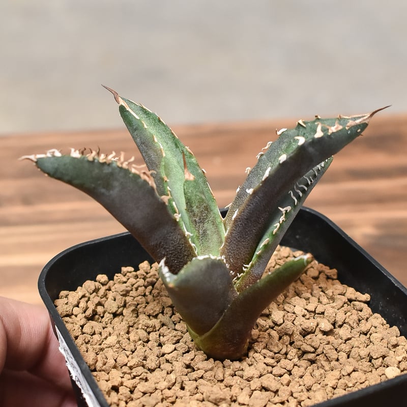 アガベ チタノタ ホワイトファイヤー 