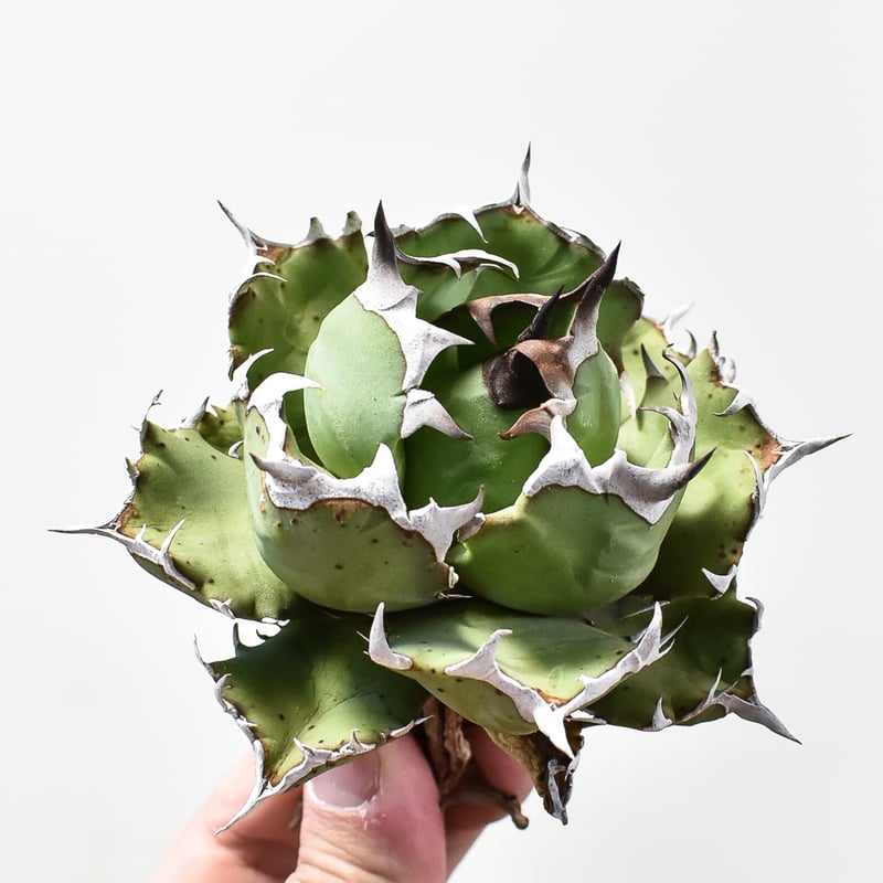【MW】国産優良血統　緑犀牛　巌竜　チタノタ　agave オテロイ アガベ　② MW】国産優良血統 緑犀牛 巌竜 チタノタ agave オテロイ アガベ
