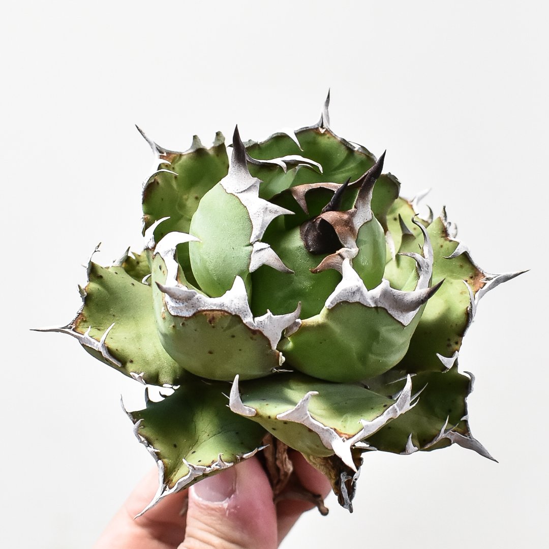 KUMA【大株・抜き苗】アガベ　華厳 KUMA【大株・抜き苗】アガベ 華厳 KUMA様専用【大株・抜き苗