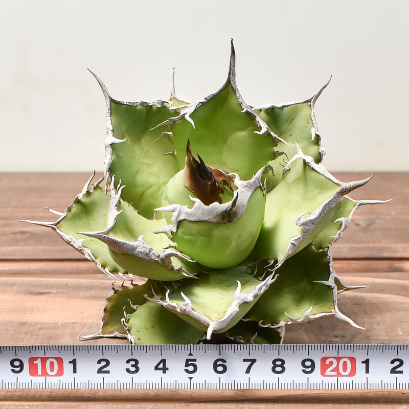 アガベ　チタノタ　国産 アガベ チタノタ 黒犀牛 台湾berlin産 - 観葉植物・生花・ドライ