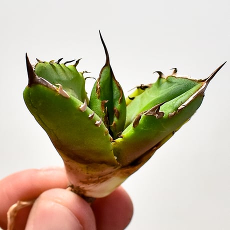 CATEGORY チタノタ ホワイトファイヤー | RAFLUM / ラフラム｜東京