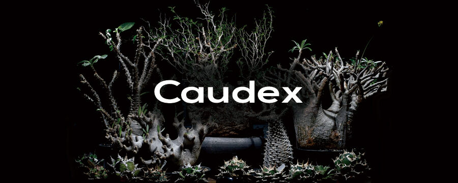 RAFLUM / ラフラム｜東京、大阪の塊根植物（コーデックス）、アガベ