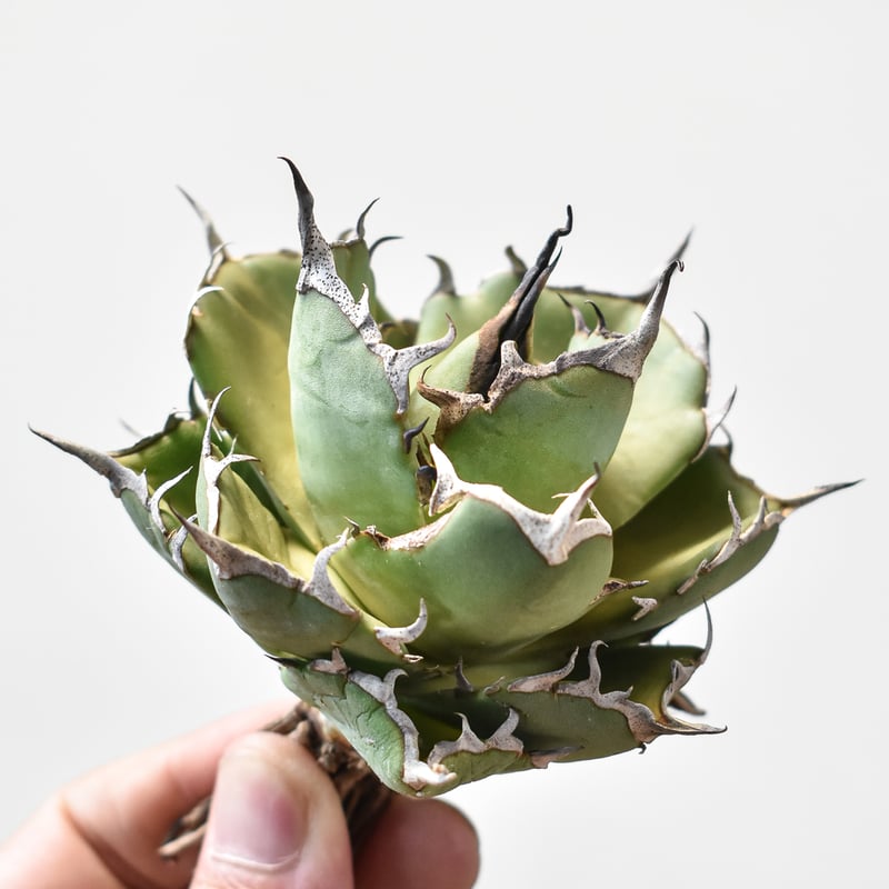 アガベ チタノタ オテロイ ハデス恐竜牙歯 Hades黒帝斯 10株 【公式通販】