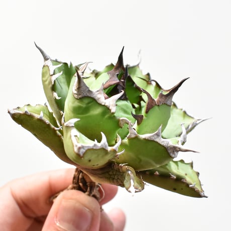 アガベチタノタ姫厳龍 | STORES 