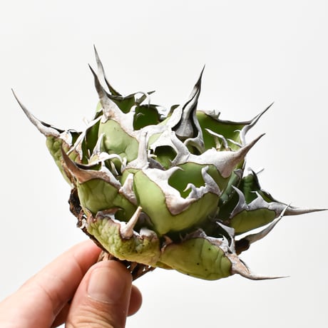 アガベ　ハデス中株 チタノタハデス | STORES