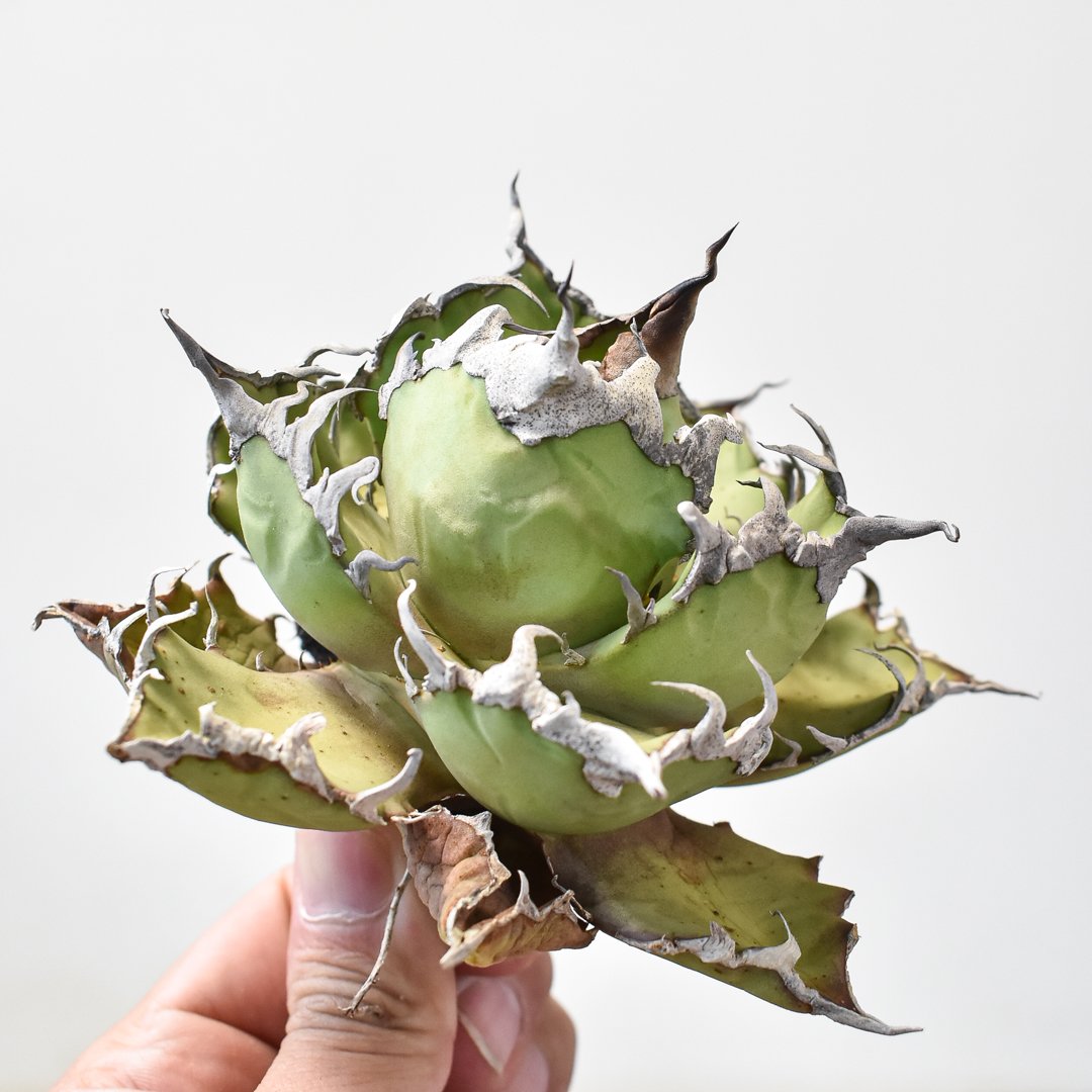 アガベ チタノタ シーザー 凱徹 台湾産 アガベ チタノタ シーザー 凱徹 台湾産