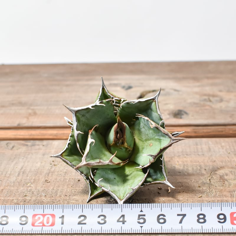 オテロイ実生19