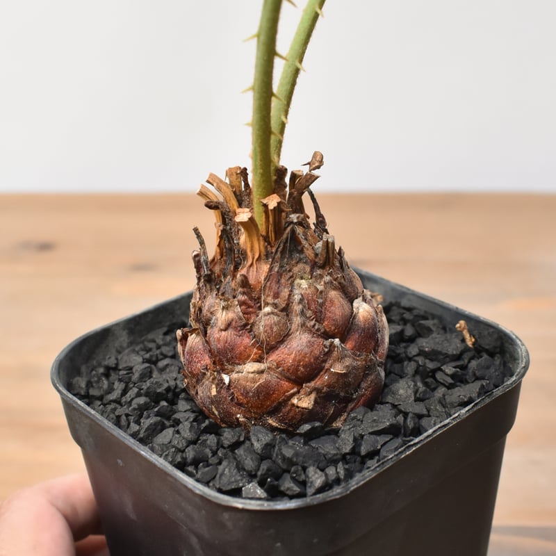 サイカス　カイルンシアナ　2ヘッド サイカス カイルンシアナ 2ヘッド サイカス カイルンシアナ 2ヘッド