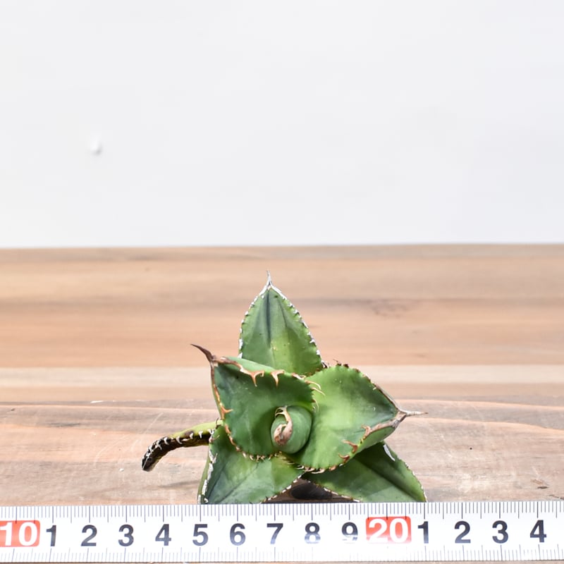 アガベ X犀牛 中株 アガベ チタノタ 