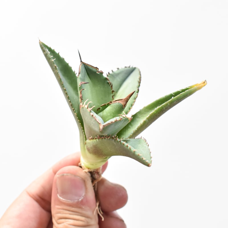 アガベ チタノタ DENNIS040 