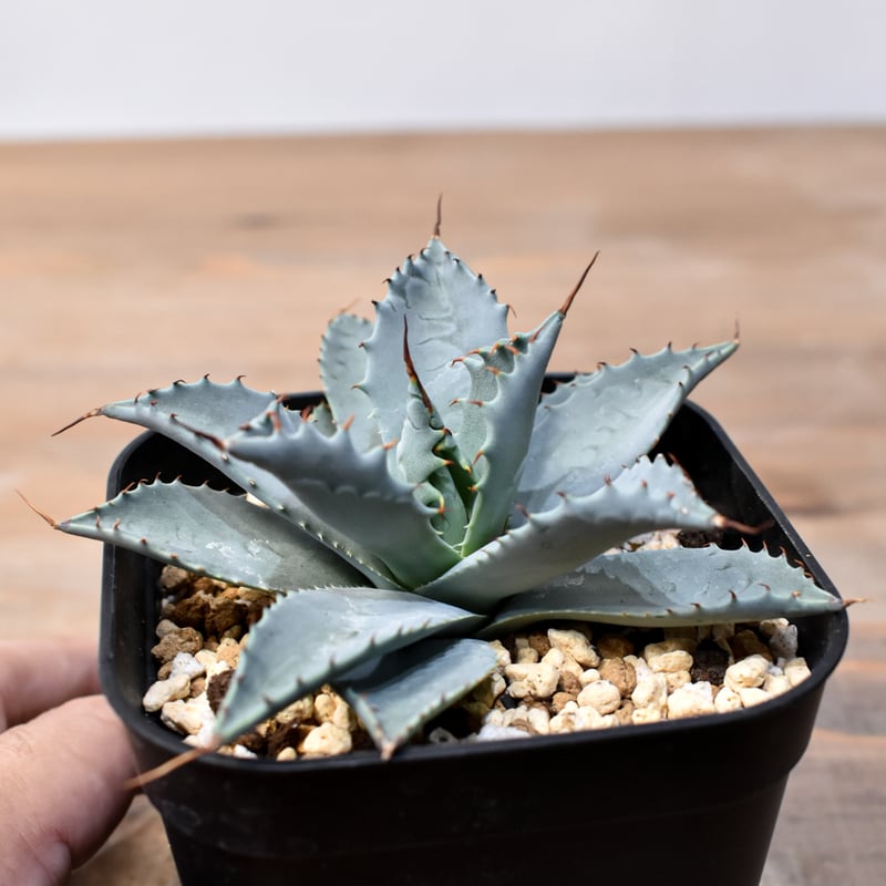 アガベ ハイブリット 日系イシスメンシス×象牙妖炎（陽炎エボリ