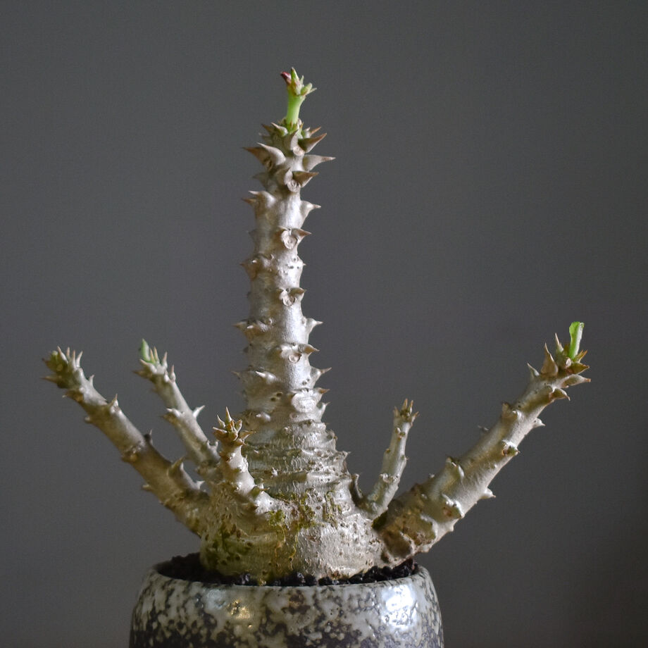 パキポディウム ウィンゾリー Mサイズ【現地株に匹敵する圧倒的な存在