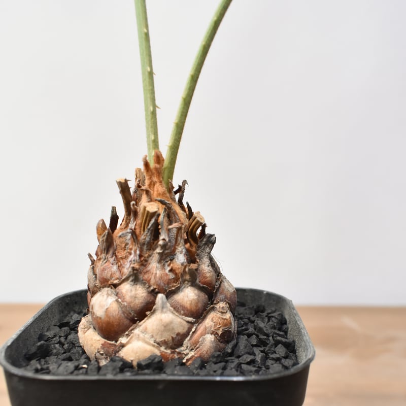 サイカス カイルンシアナ 【実生】RF25011358 | RAFLUM / ラフラム