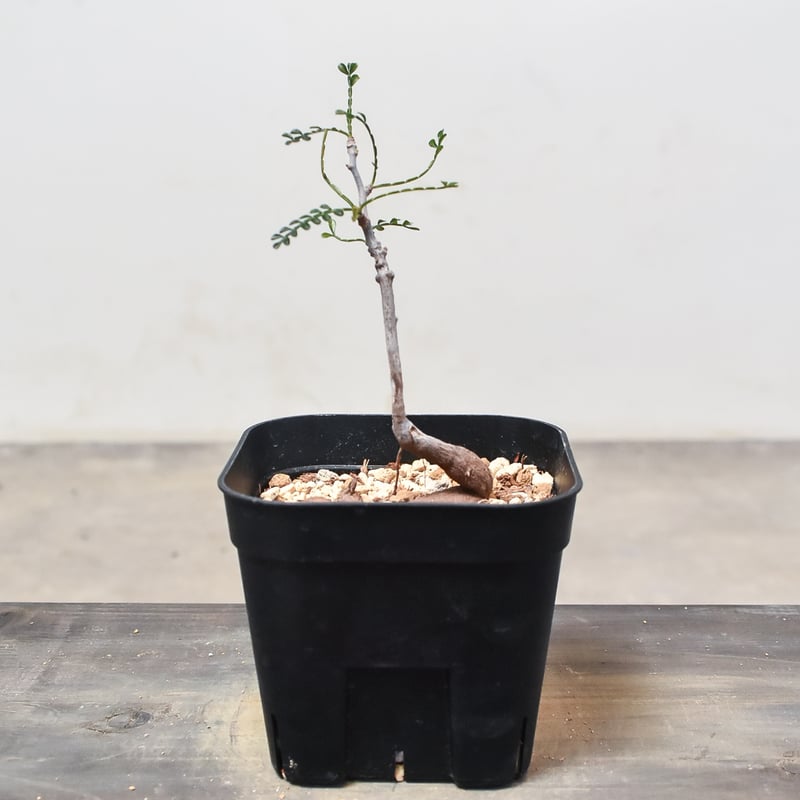 希少 オペルクリカリア ヒファエノイデス 超希少株】 オペルクリカリア