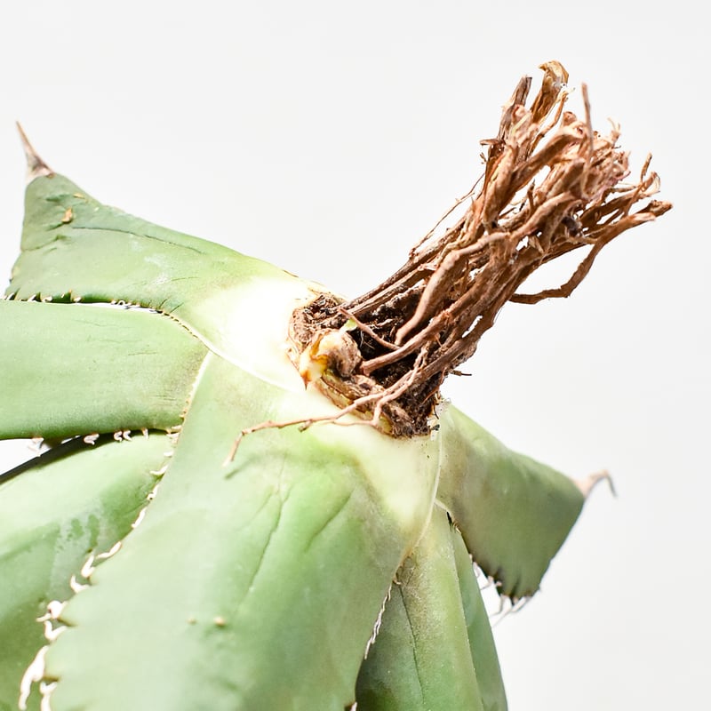 アガベ チタノタ ソーラーエクリプス 