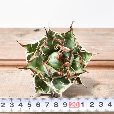 アガベ チタノタ シーザー / 精品凱撒 【台湾 dragon agave産/中株/抜き苗】D DG25010059(T)