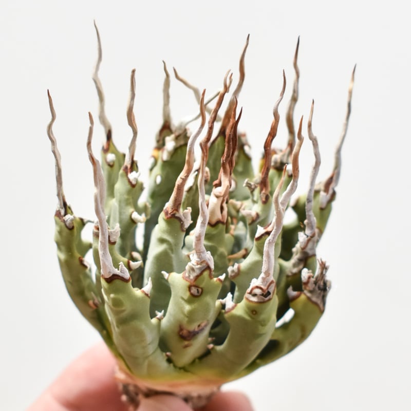 アガベ ユタエンシス エボリスピナ 【カリフォルニア産/抜き苗