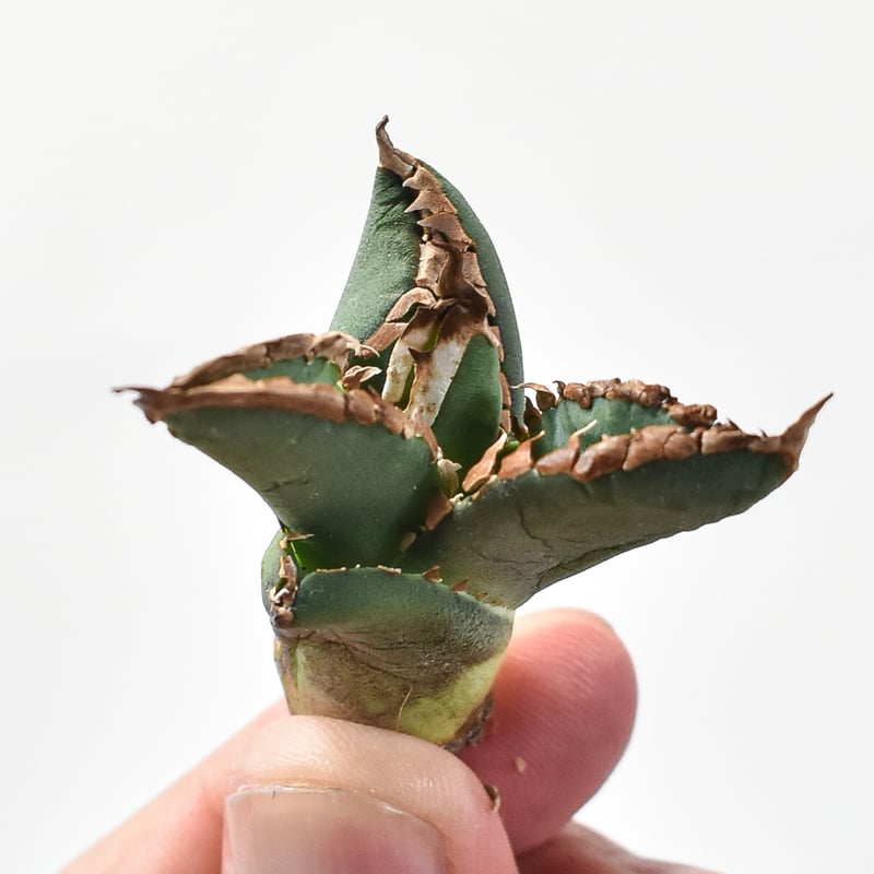 アガベ チタノタ 