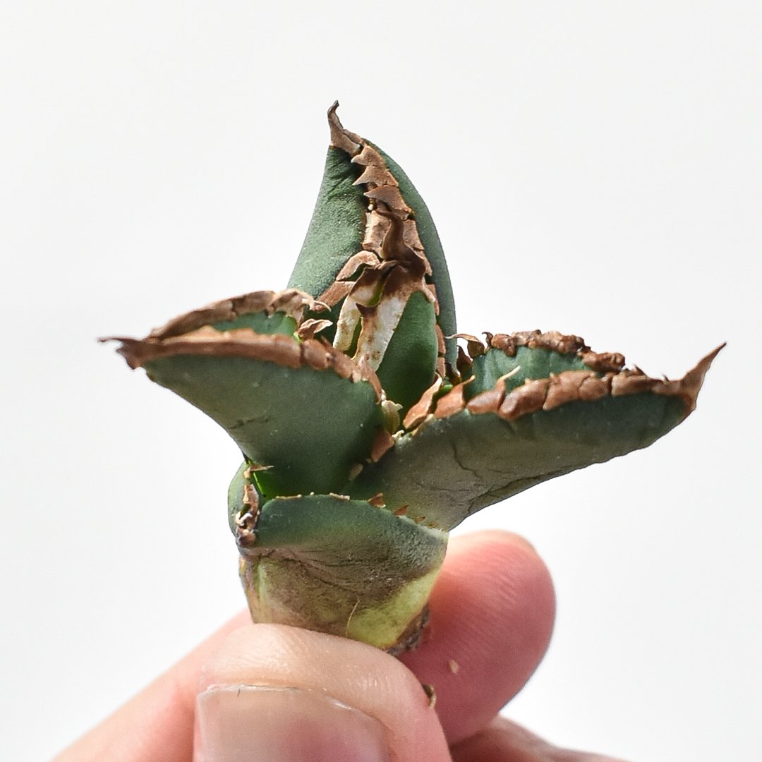 アガベチタノタ　包心龍　発根済 アガベ チタノタ 