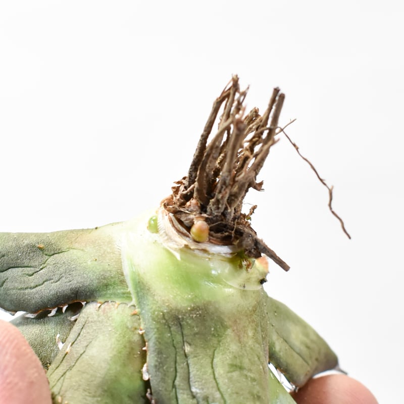 国内実生最高峰】アガベ オテロイ【OSPセレクト株 / 抜き苗 / 実生】7