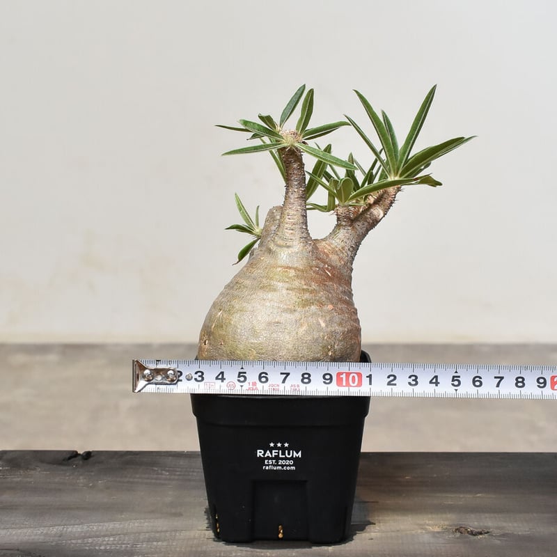 パキポディウム グラキリス (発根済み) RF230802 | RAFLUM / ラフラム｜