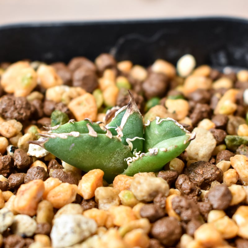 アガベ チタノタ 