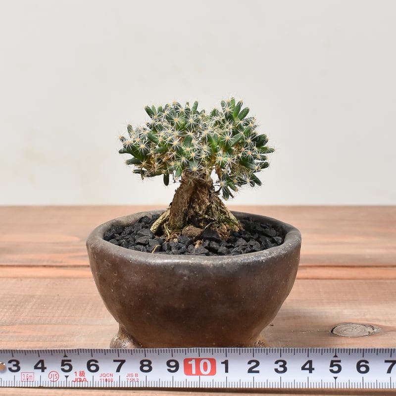 パーフェクト・アルカディア パーフェクト・ペテンシー 各1枚 Four Archangels - Raphael A.K. | Z/X -Zillions of enemy X