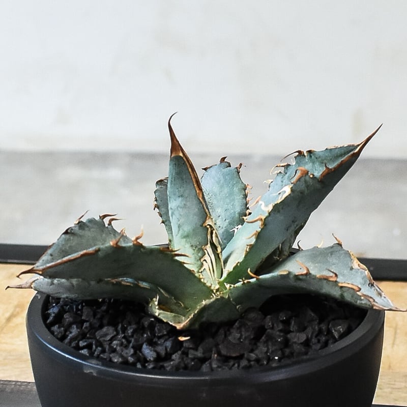 【超希少】アガベ　チタノタ　ホワイトアイス錦　発根済み 超希少】アガベチタノタホワイトアイス錦発根済み