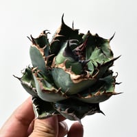 アガベ ホリダ（抜き苗）【早い者勝ち！輸入したばかりのスペシャル株