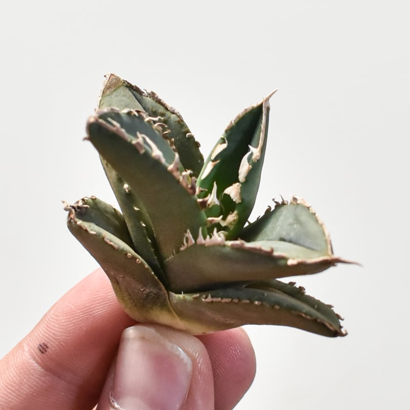 アガベ チタノタ 