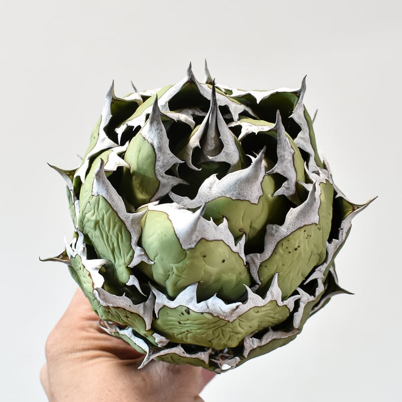 大型　アガベ　チタノタ　ドワーフ 大型 アガベ チタノタ ドワーフ アガベ チタノタ ドワーフ agave