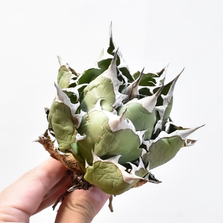 アガベ チタノタ ドワーフ / "精品姫厳龍" "中株"【台湾 dragon agave産/中株/抜き苗】B20 DG25010428