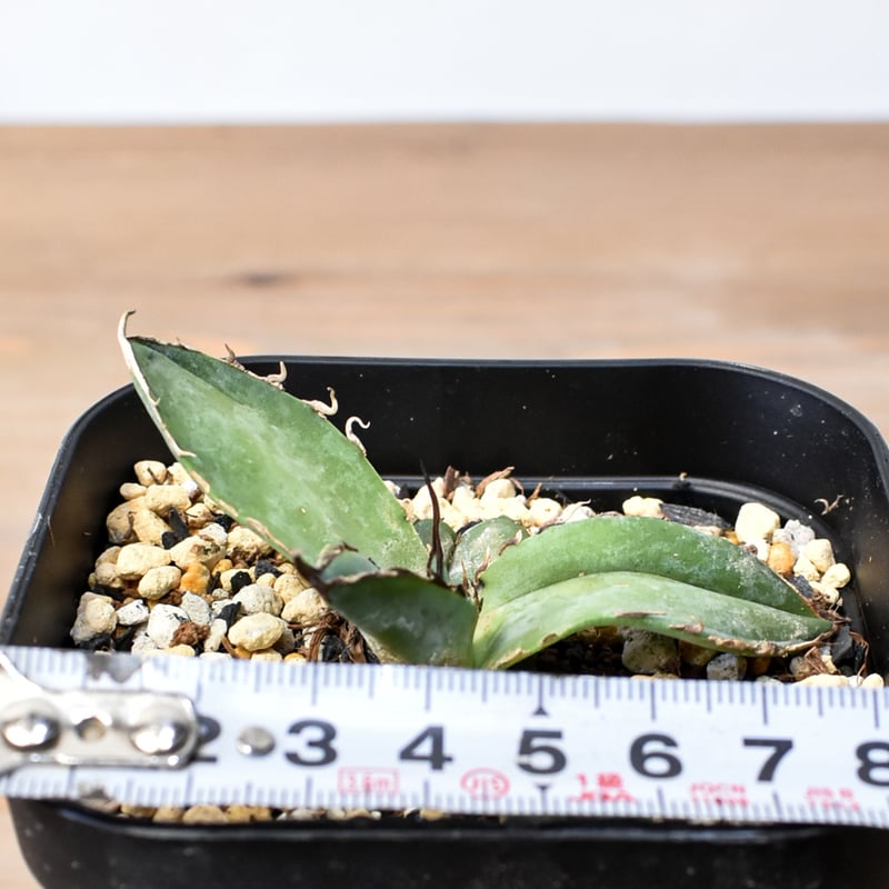 アガベ チタノタ ブルー 実生 大株 アガベ チタノタ 