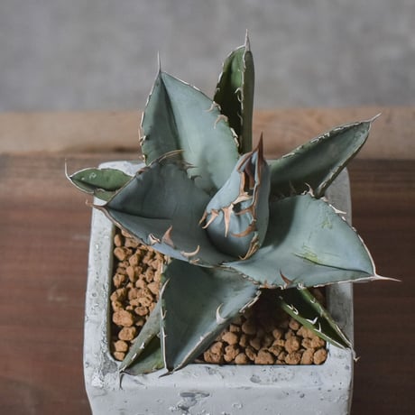 アガベ チタノタ ホワイト【白肌】RF22778