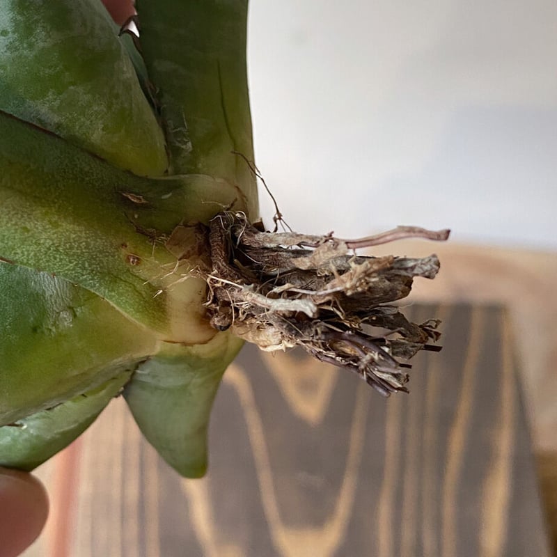 アガベ　チタノタ　ブラックアンドブルー　BB 抜き苗　コレクション株 アガベ チタノタ ブラックアンドブルー 