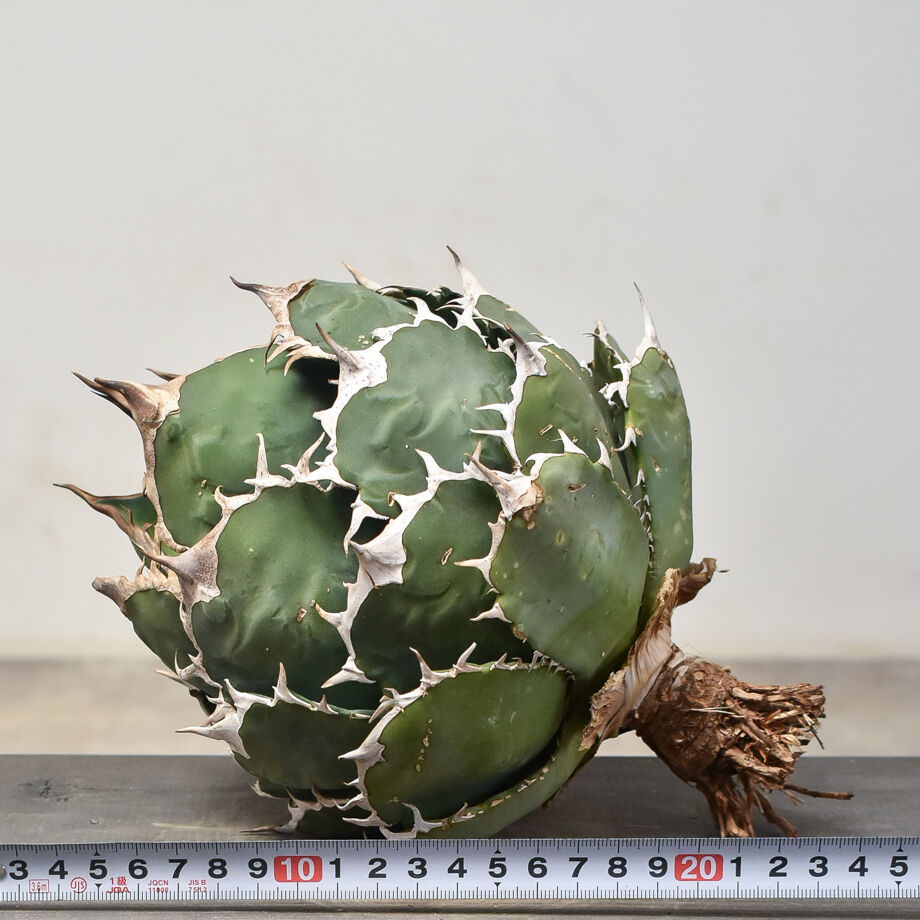 アガベチタノタノーネーム大株