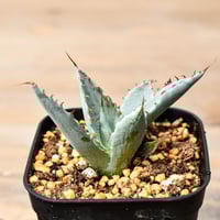 アガベ チタノタ 