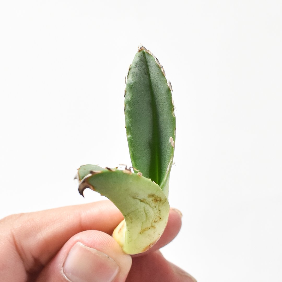 アガベ チタノタ ゴジラ 