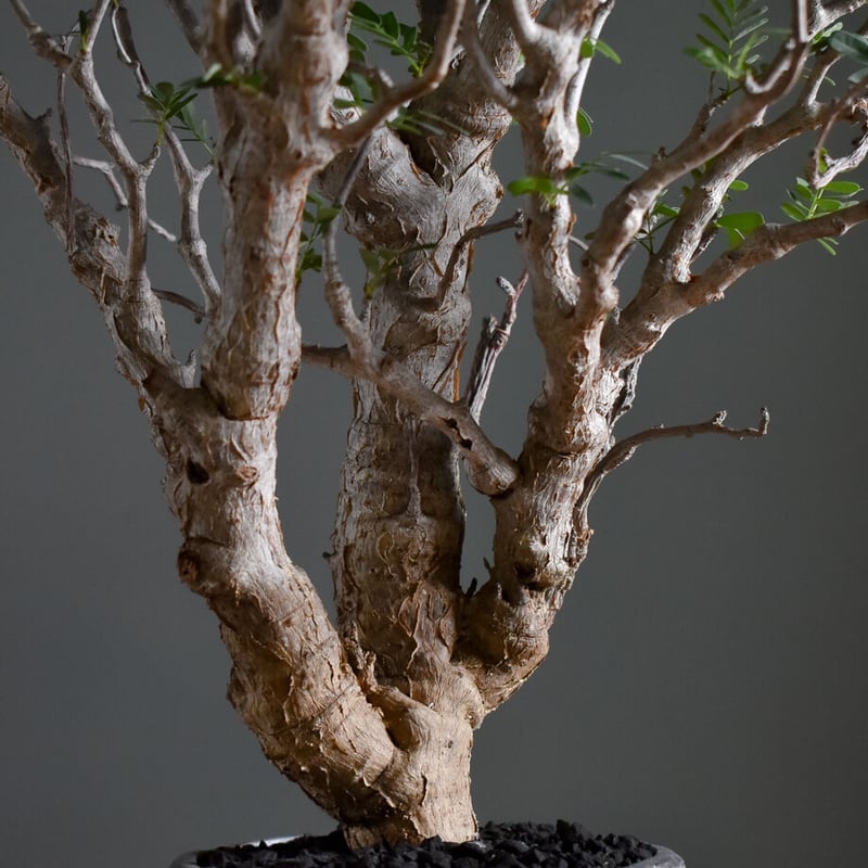 センナ メリディオナリス 中型株【市場価値も高騰中！！盆栽の