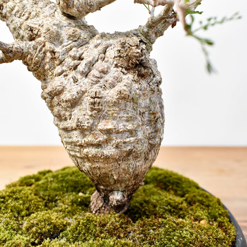 希少　ボスウェリア　リヴァエ　ベアルート　コミフォラ　　パキプス 希少 ボスウェリア リヴァエ ベアルート コミフォラ パキプス