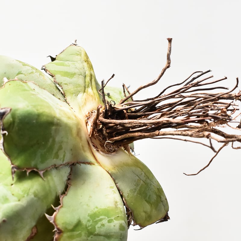 【コレクション、美株】アガベ　ブラックアンドブルー ボールタイプ　葉幅広　大株 コレクション、美株】アガベ ブラックアンドブルー ボールタイプ