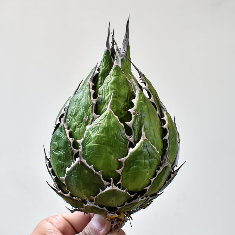 アガベ ホリダ【OSP選抜株 / 抜き苗】7 | RAFLUM / ラフラム