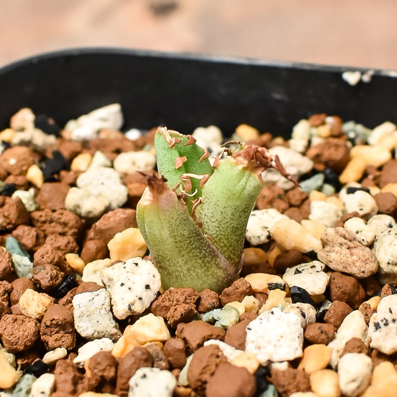 アガベ チタノタ ドワーフ /  