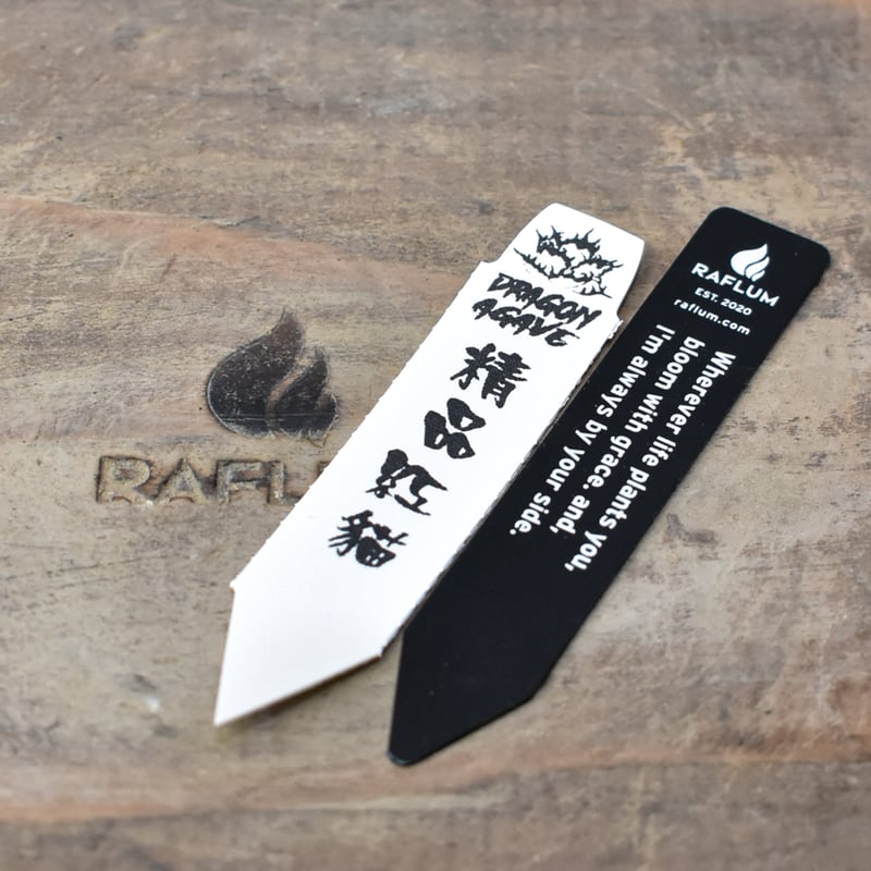 アガベ チタノタ 