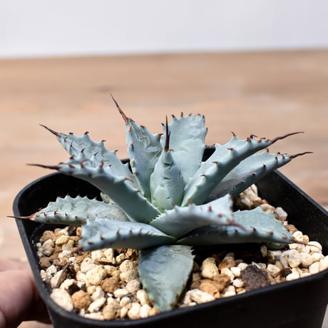 アガベ ハイブリット 日系イシスメンシス×象牙妖炎（陽炎エボリ）【台湾botanical_seeker産】RF25011399