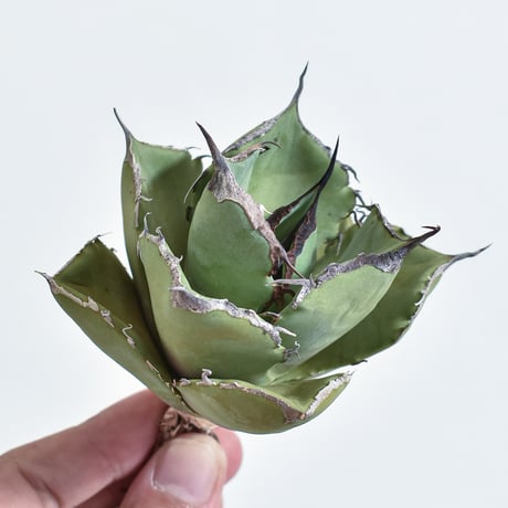 アガベ ブラックドラゴン（抜き苗）muffin様購入株・屋内管理3年株 CATEGORY アガベ チタノタ 黒豹 | RAFLUM / ラフラム｜東京、大阪の