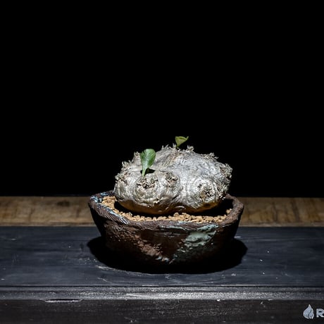 恵比寿笑い　手乗り　まん丸　良型　選抜株 恵比寿笑い | STORES