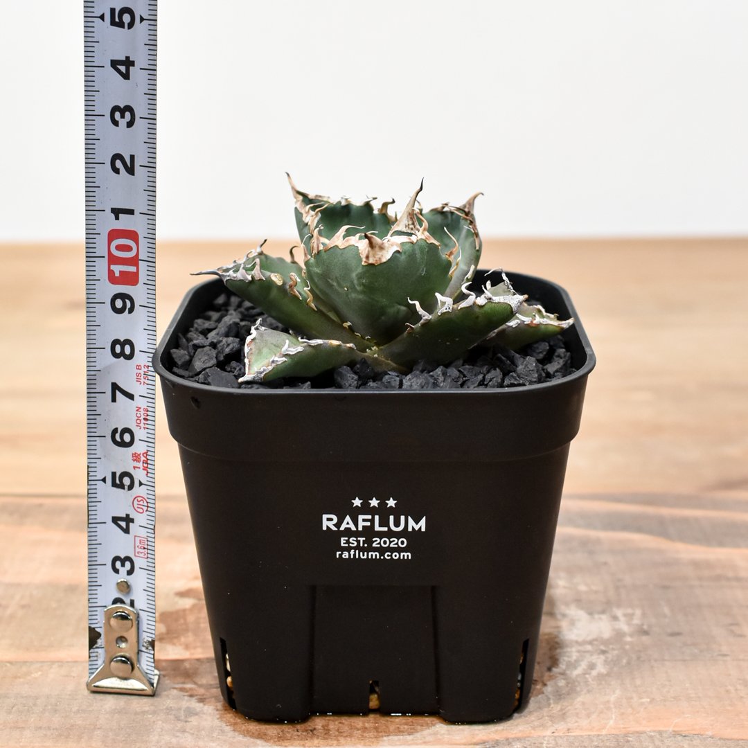 アガベ チタノタ ゼウス 