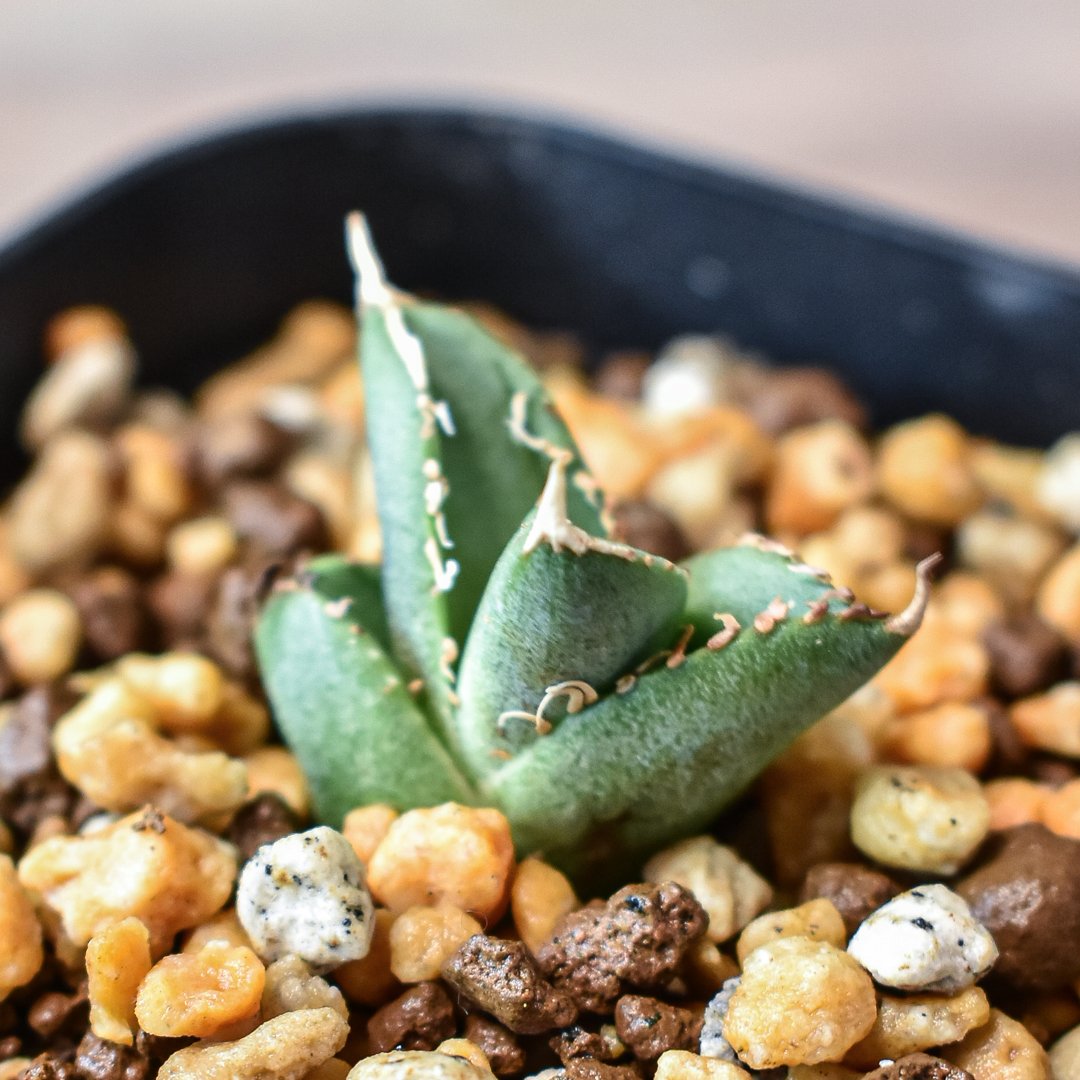 アガベ チタノタ ホオジロザメ 